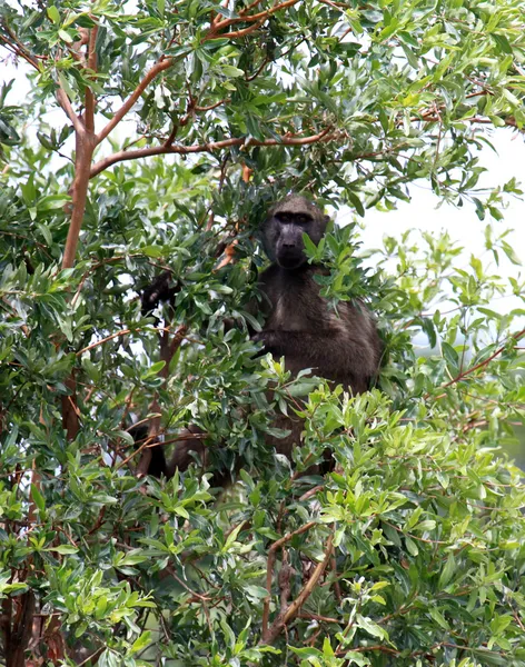 Macaco. — Fotografia de Stock