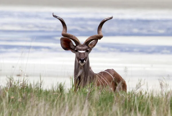 Kudu-dyr – stockfoto