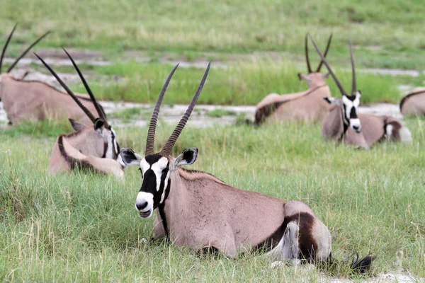 Waterbuck Намібії — стокове фото