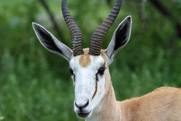 Impala thomson gazelle — Stock Photo, Image