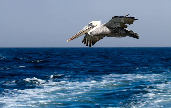 Pelican — Stock Photo, Image