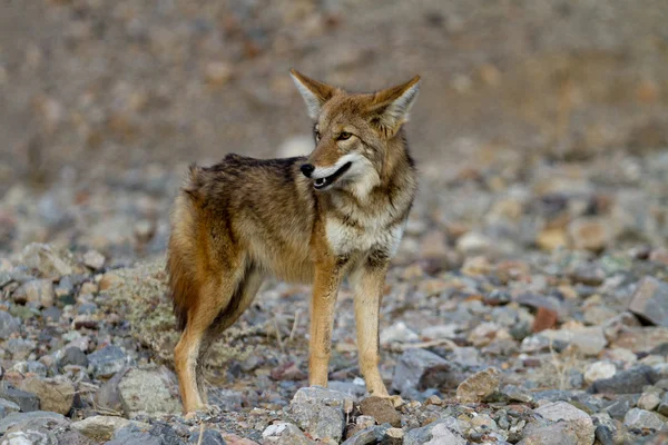 Kojot death valley — Stock fotografie