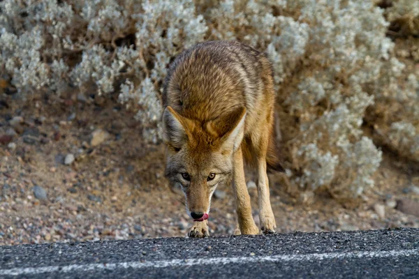 Coyote death valley — Stock Photo, Image