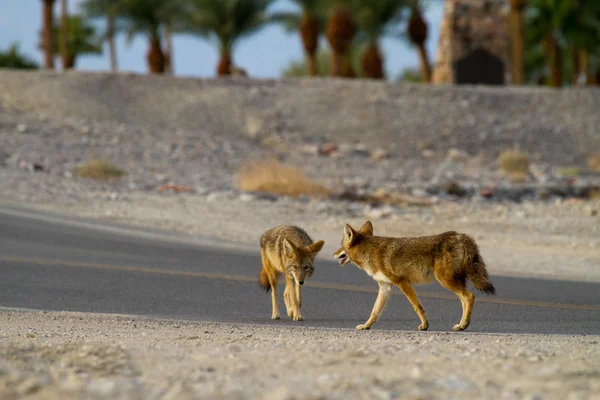 Coyote death valley — Stock Photo, Image