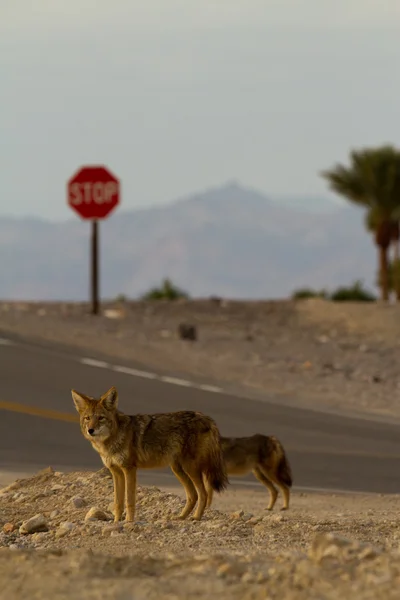 Coyote death valley — Stock Photo, Image