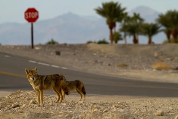 Coyote death valley — Stock Photo, Image