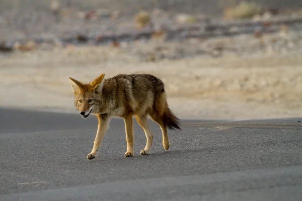 Coyote death valley — Stock Photo, Image