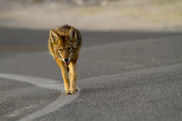 Coyote death valley — Stock Photo, Image