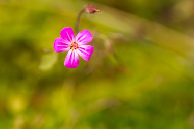 Pembe çiçek yeşil