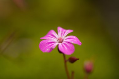 Pembe çiçek yeşil