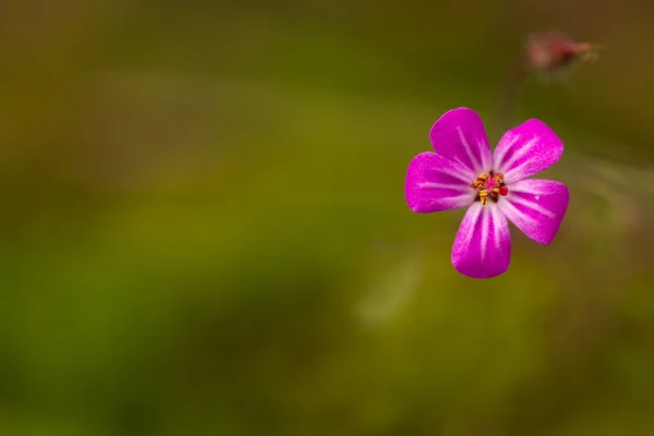 Rosa fiore verde — Foto Stock