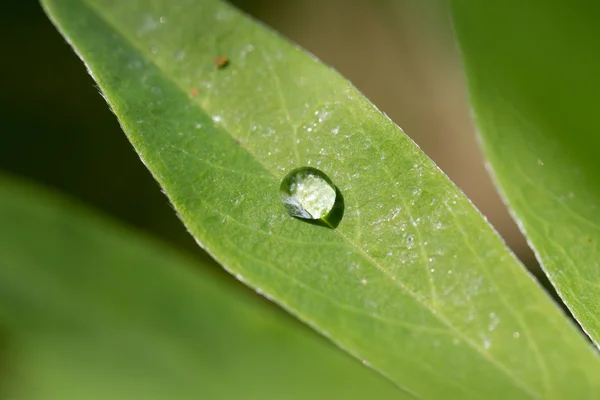 Raindrops on leaf — Stock Photo, Image