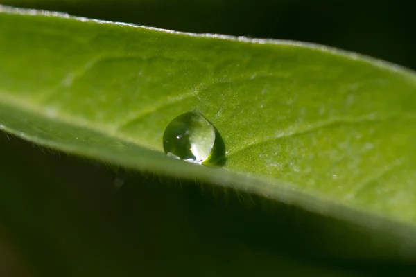 Regentropfen auf Blatt — Stockfoto