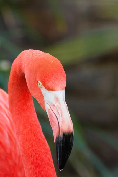 Flamingo Ordförande — Stockfoto