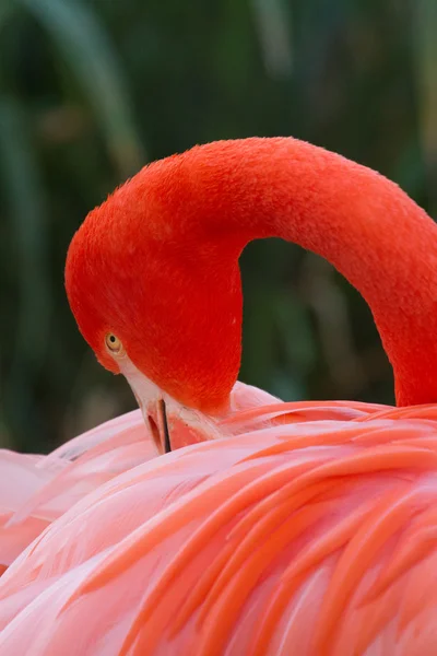 Flamingo — Stock Photo, Image