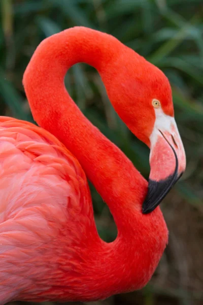 Flamingo — Stock Photo, Image