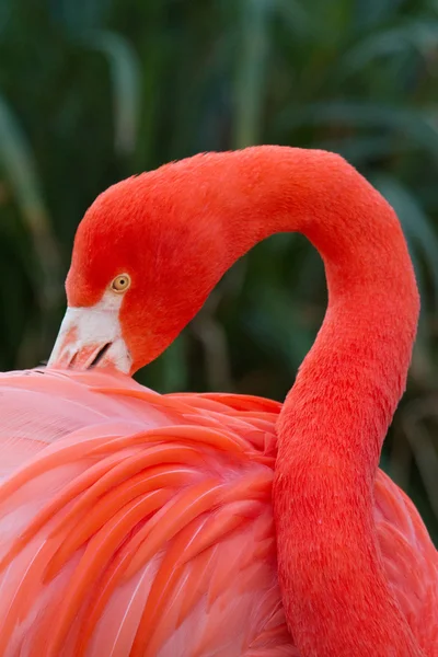 Flamingo — Stock Photo, Image