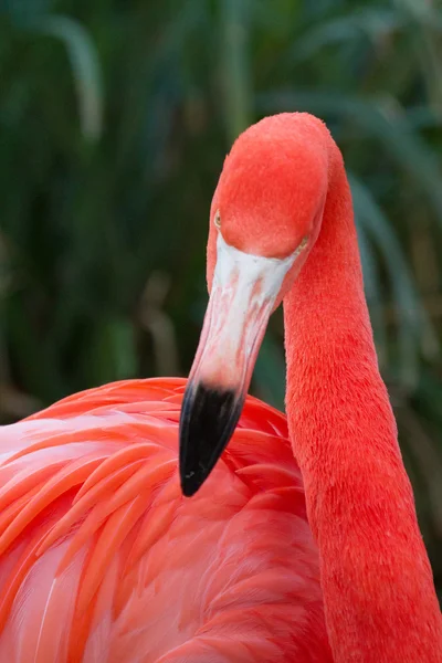 Flamingo — Stok fotoğraf