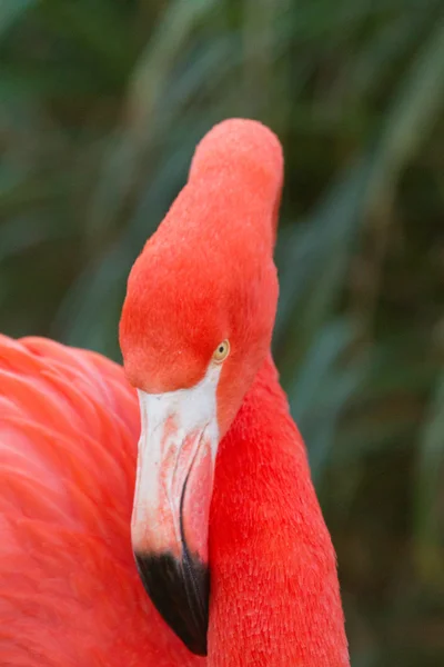 Flamingó — Stock Fotó