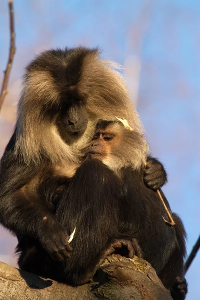 Baboon — Stock Photo, Image