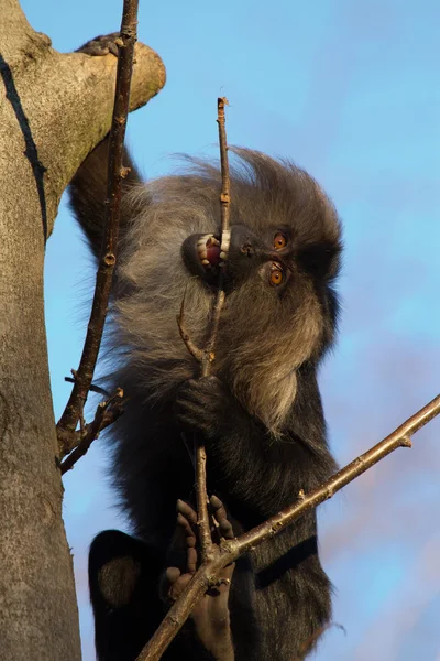 Baboon — Stock Photo, Image