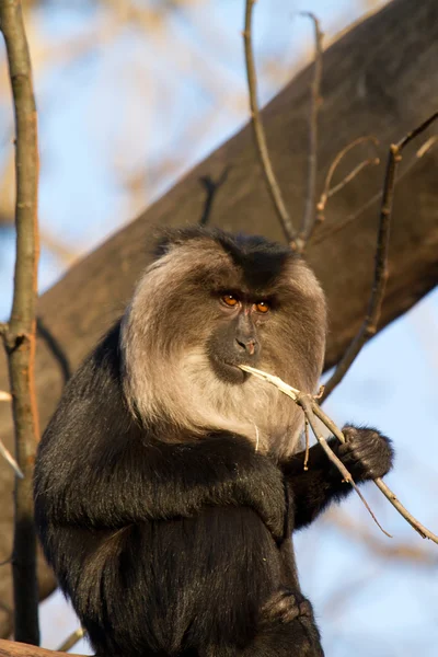 Baboon — Stock Photo, Image