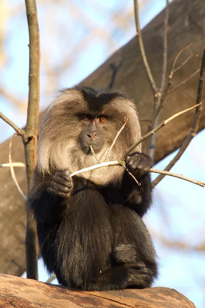 Baboon — Stock Photo, Image