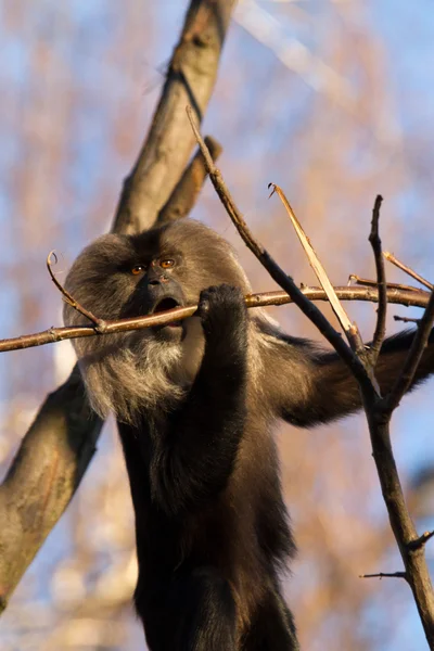 Baboon — Stock Photo, Image