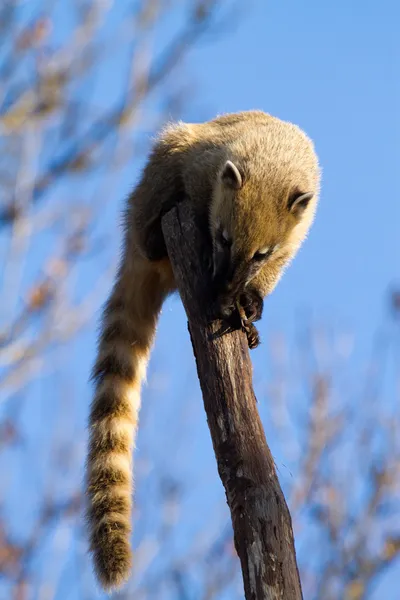 Coatis — Zdjęcie stockowe