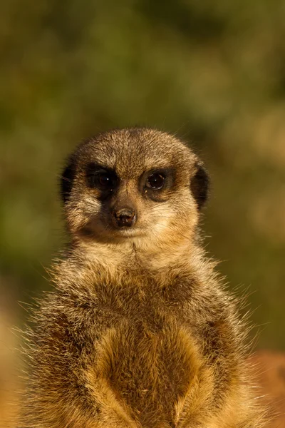 Meerkat. — Fotografia de Stock