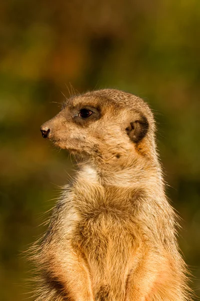 Meerkats — Stock Photo, Image