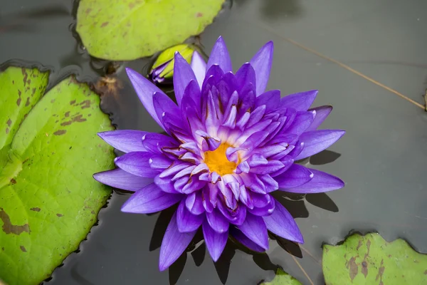 Lotus λουλούδια είναι μωβ — Φωτογραφία Αρχείου