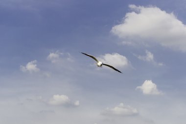 En azından sumru, biraz daha geniş gökyüzü.