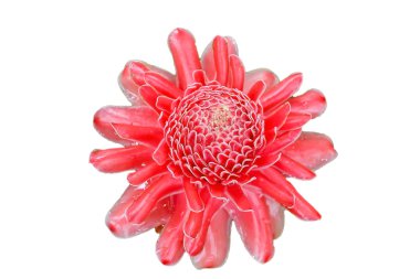 etlingera elatior beyaz arka plan, kırmızı çiçek