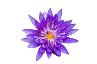 Lotus çiçek leylak rengi olan beyaz bir arka plan