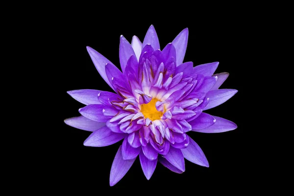 Flores de loto son de color malva un fondo negro —  Fotos de Stock