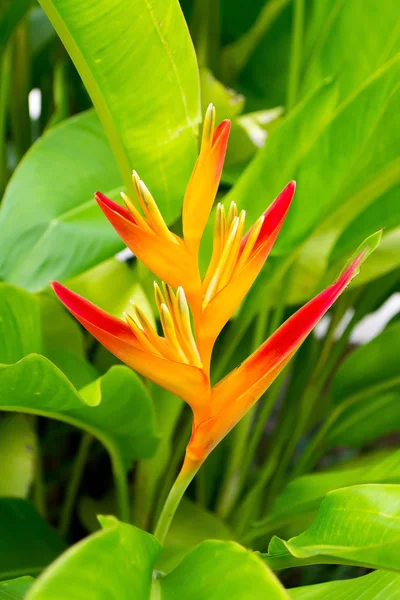 Canna bloemknoppen zijn nog niet in volle bloei. — Stockfoto