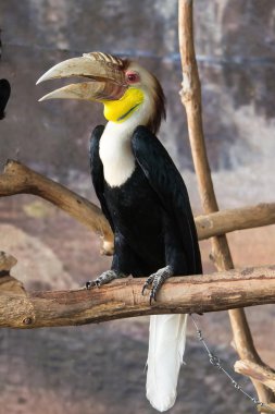 hornbills