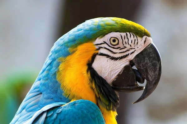 Parrot — Stock Photo, Image