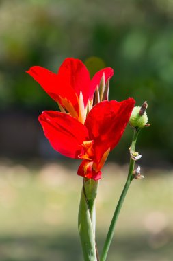 canna çiçek yakın çekim
