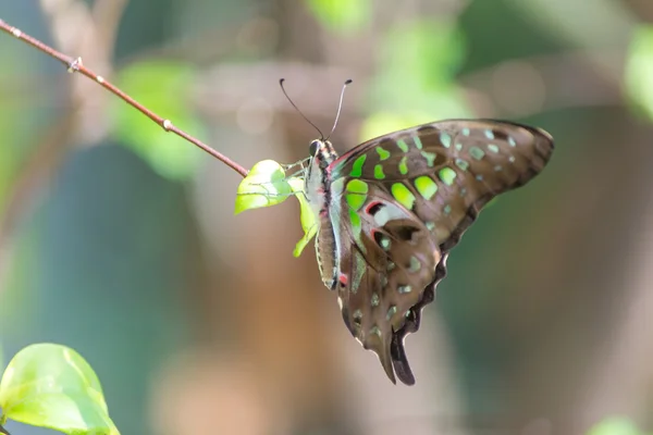 Schmetterling — Stockfoto