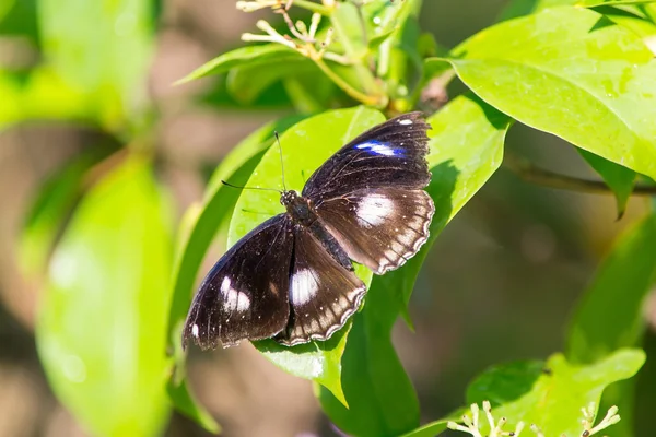 Mariposa. —  Fotos de Stock