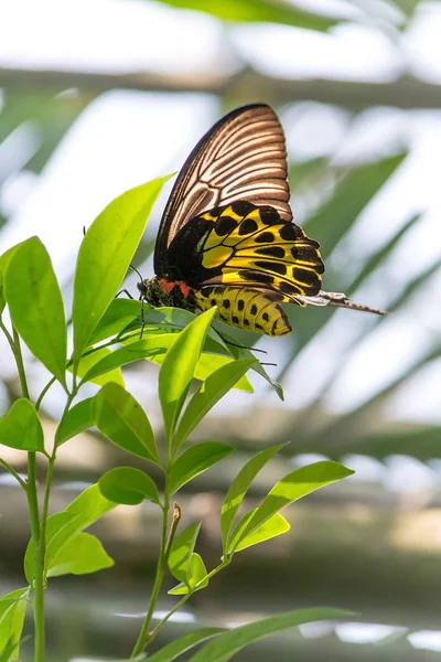 Mariposa. — Foto de Stock