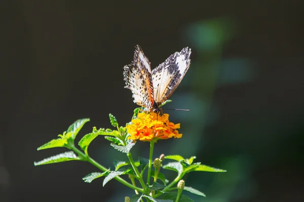 Butterfly — Stock Photo, Image