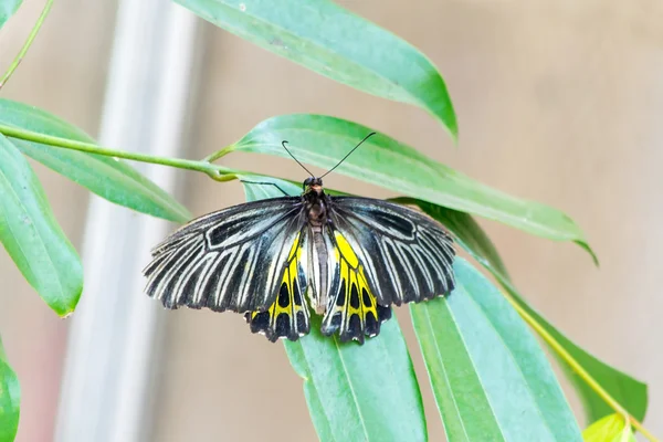 Borboleta — Fotografia de Stock