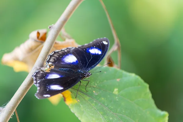 Schmetterling — Stockfoto