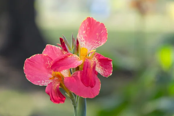 Canna bloem close-up — Stockfoto