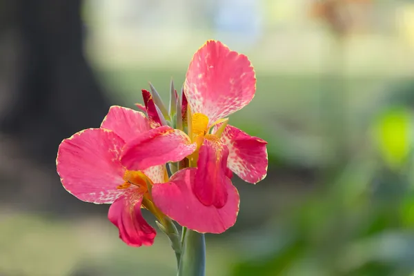 美人蕉花关闭 — 图库照片