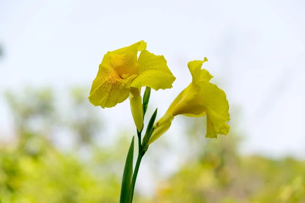 Flor de canna de cerca — Foto de Stock