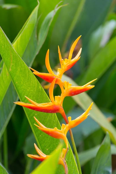 Canna flower close up — Stock Photo, Image